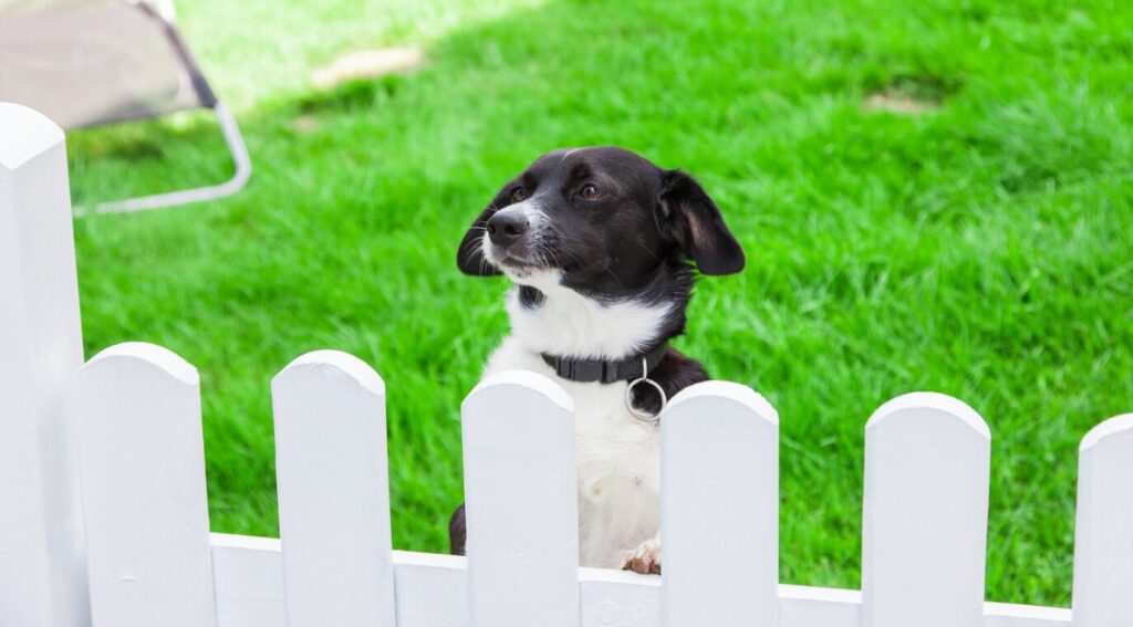 dog-peering-over-white-fence