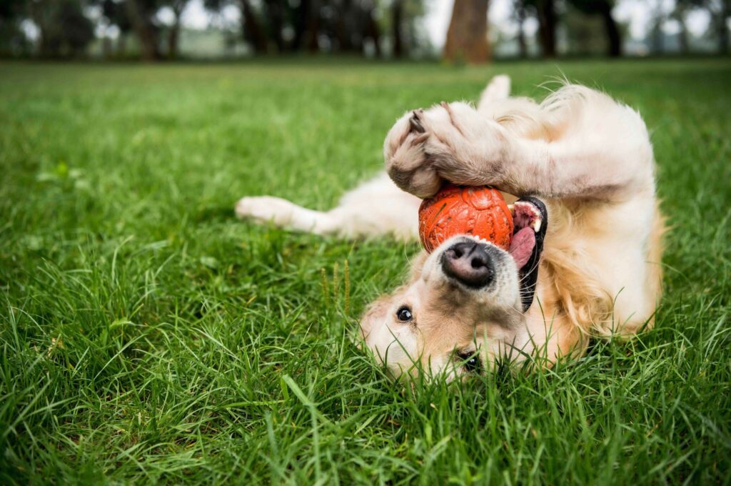 golden retriever lying on his back outside in grass and chewing on an orange ball