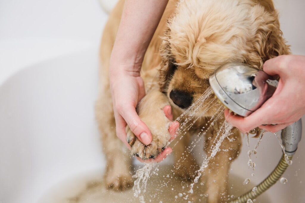 Bathing with an oatmeal-based, fragrance-free shampoo can soothe mild skin irritation close-up of a beige cocker spaniel taking a bath