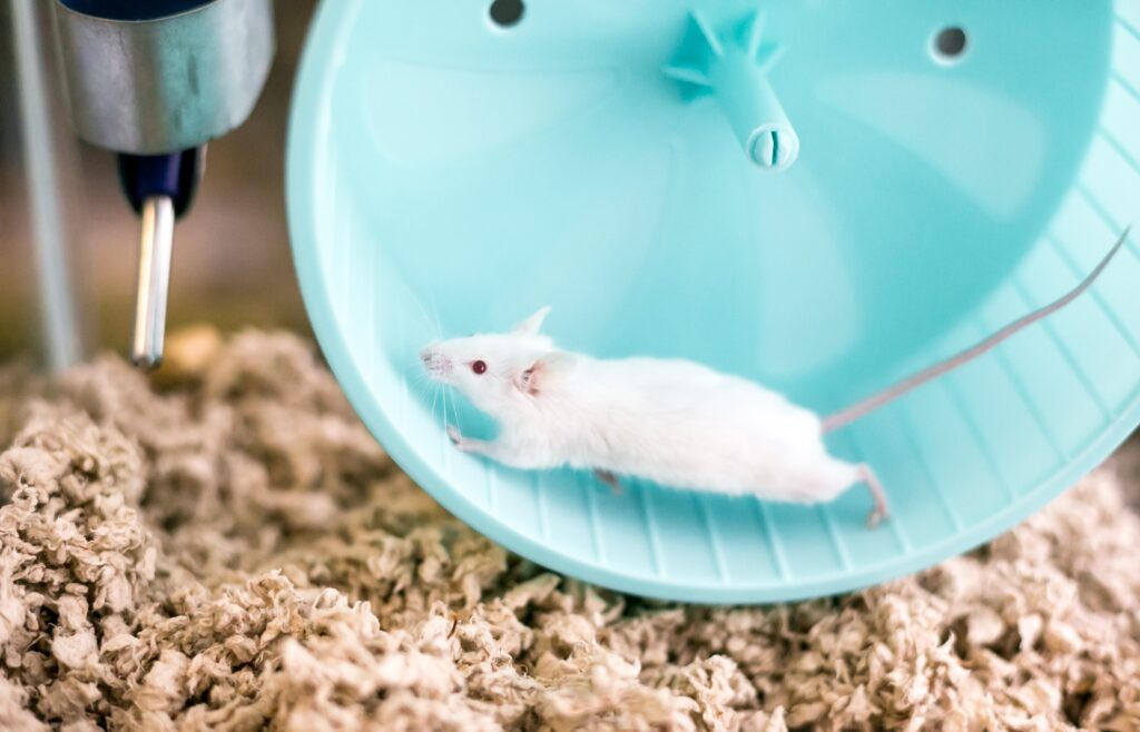 pet mouse care sheet; a pet mouse runs on his wheel.