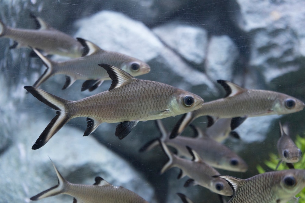 Bala Shark