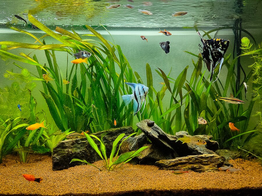 Freshwater aquarium
