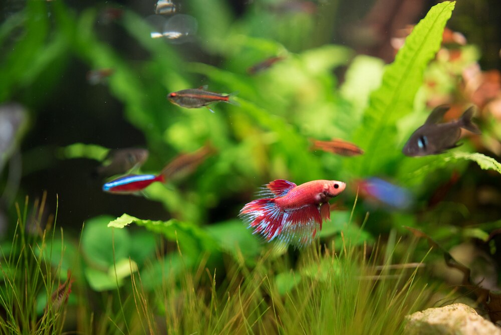 Freshwater aquarium