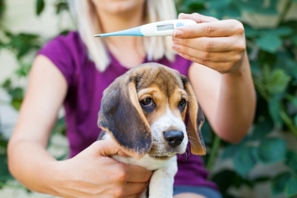 woman-holding-up-thermometer-in-front-of-dog