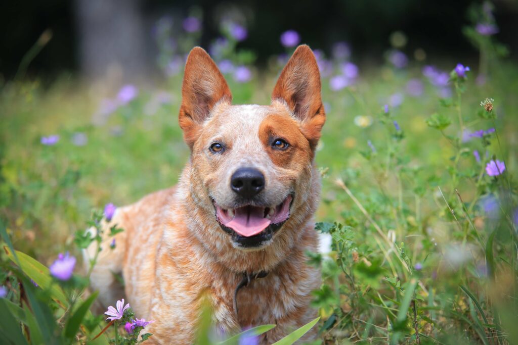 red australian cattle dog smiling in a field of flowers
