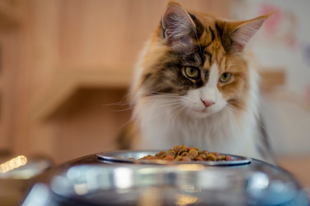 cat-looking-over-food-bowl