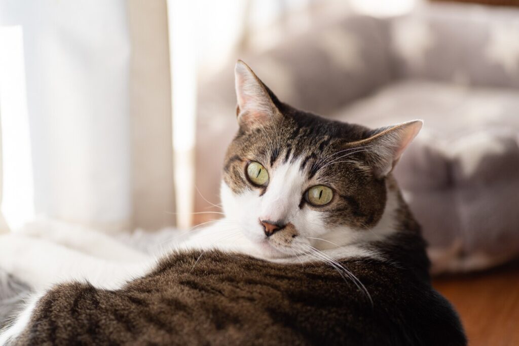 brown and white tabby cat looking at the camera