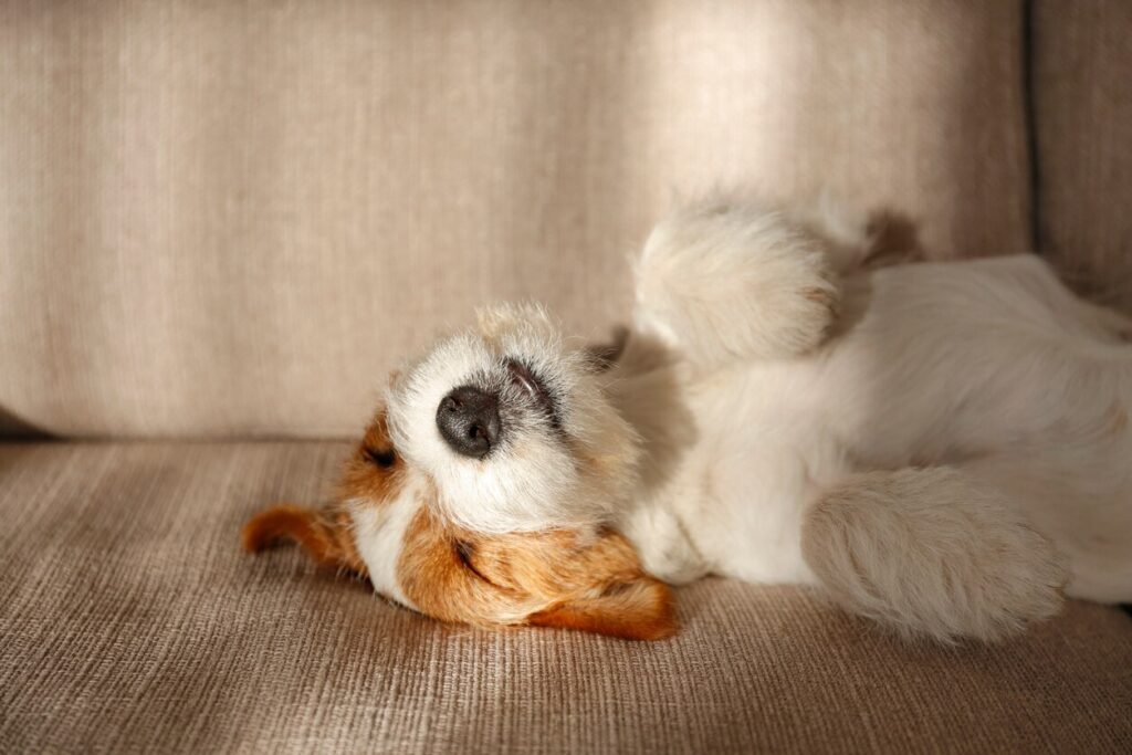 jack russell terrier sleeping on his back
