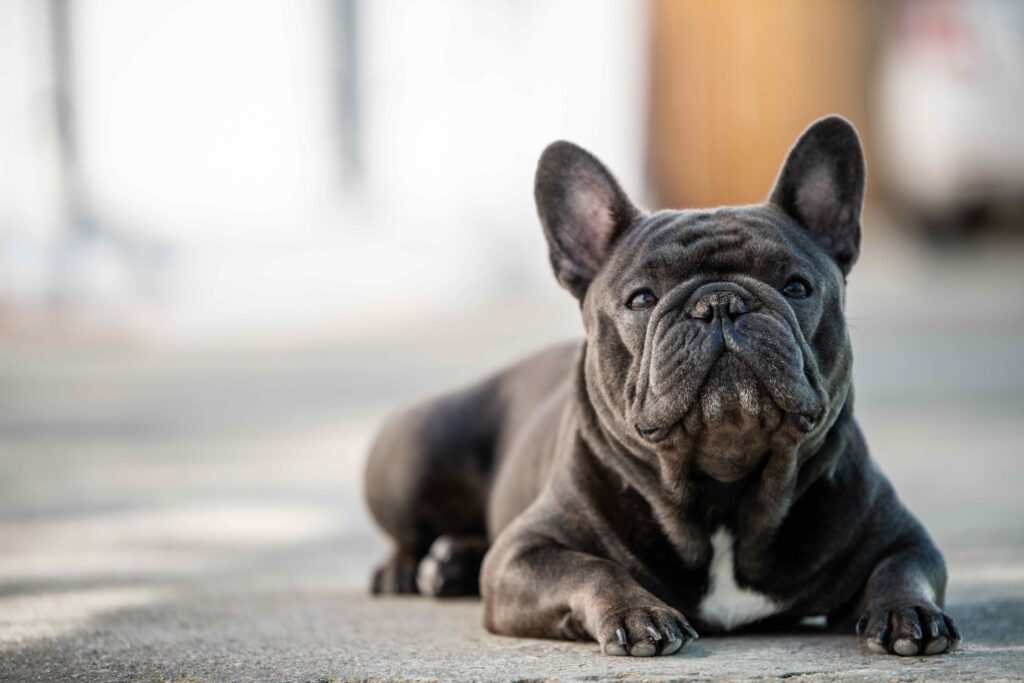 gray french bulldog lying down and looking up