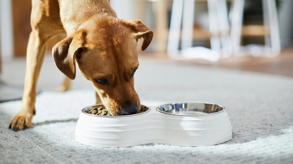 is grain free bad for dog: dog eating food out of Frisco food bowl