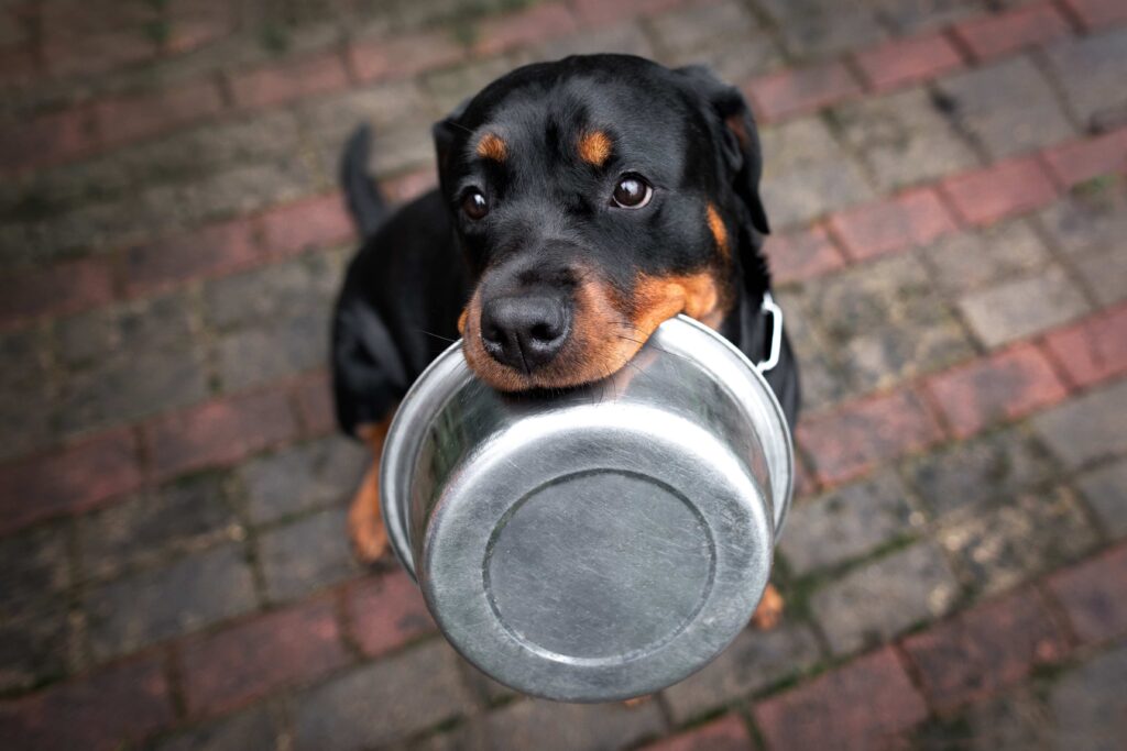 rottweiler dog sitting snd holing a metal food bowl in his mouth
