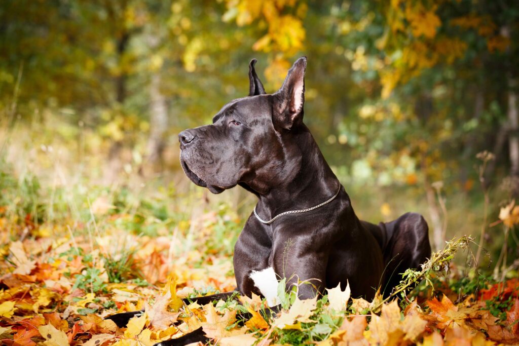 black great dane with cropped ears sitting outside