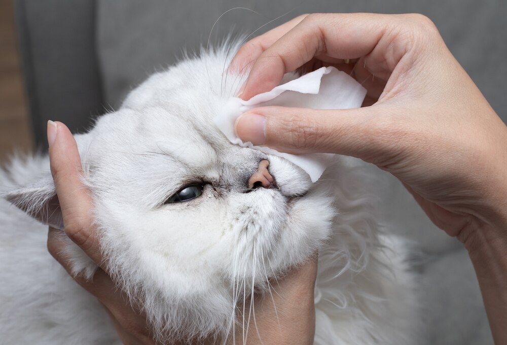 Cat runny nose