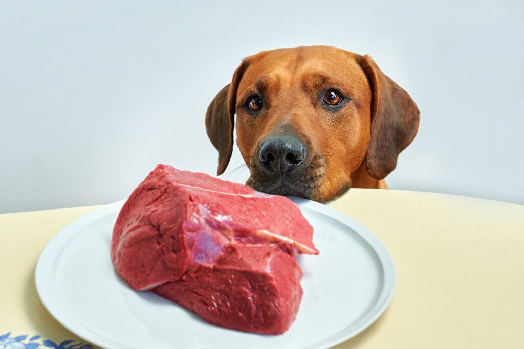 brown dog gazing at raw beef on a plate