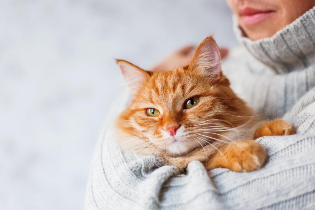 person holding an orange longhaired cat