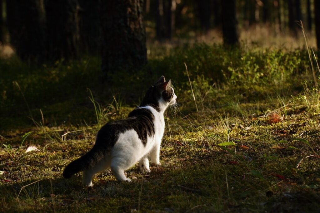 cat-staring-into-forest
