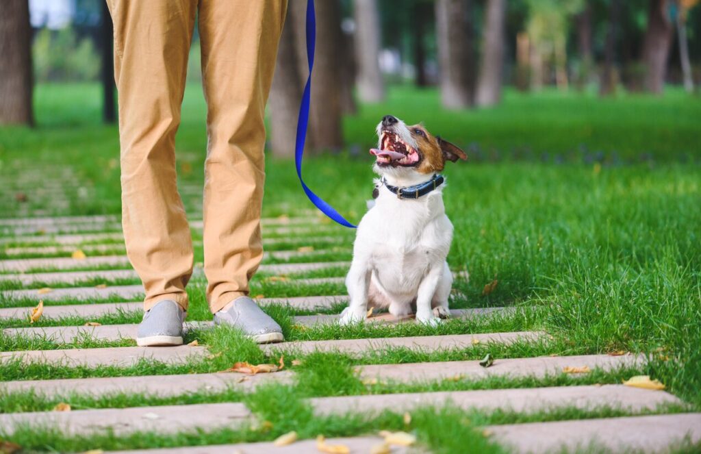 jack-russell-sitting-next-to-human-on-walk