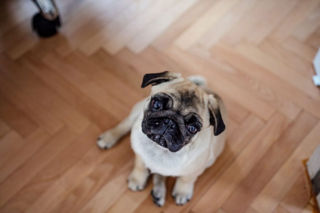 pug-staring-up-at-camera-from-floor