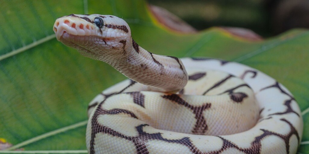 Ball python