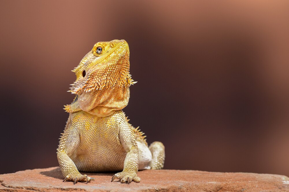 Bearded dragon