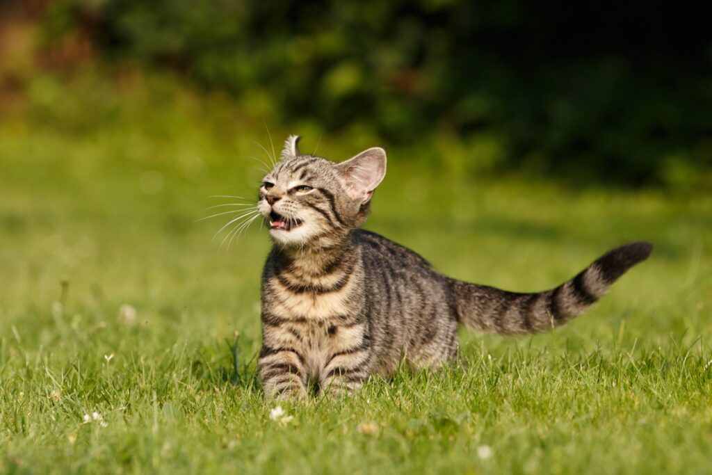 tabby kitten standing in grass exhibiting the flehmen response with his mouth open