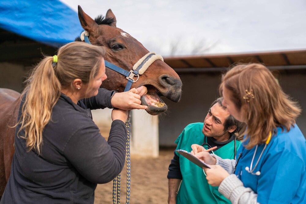 Horse tooth exam
