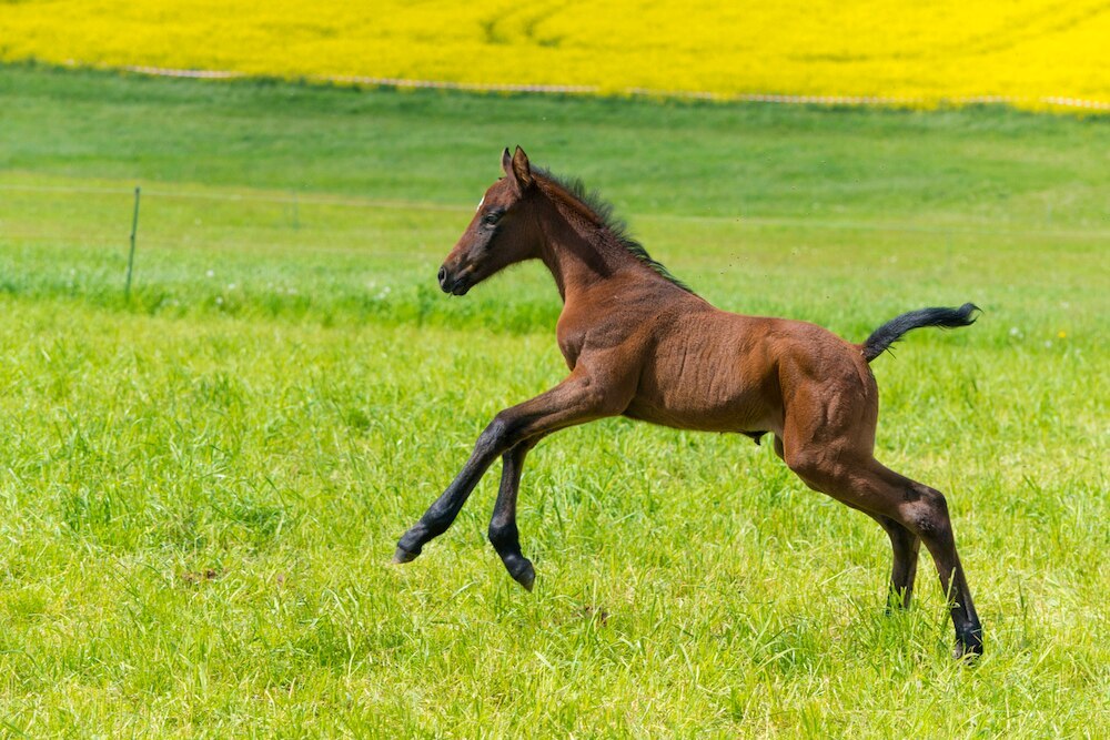 Foal playing in field