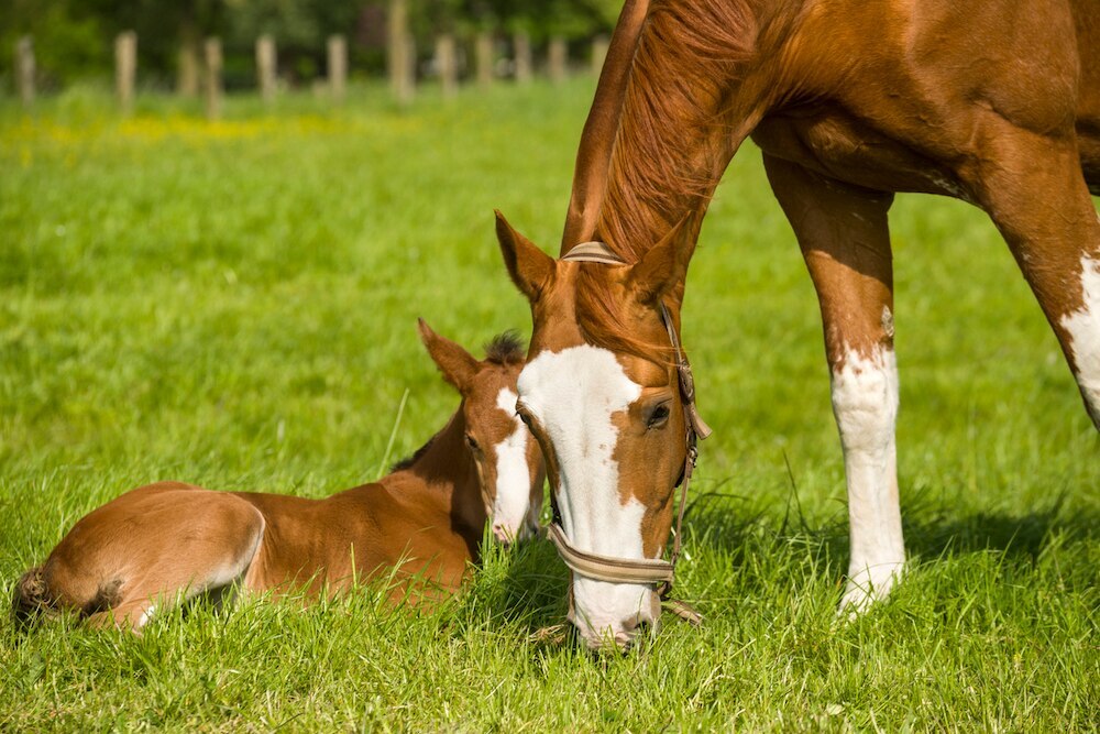 Mare and foal in field