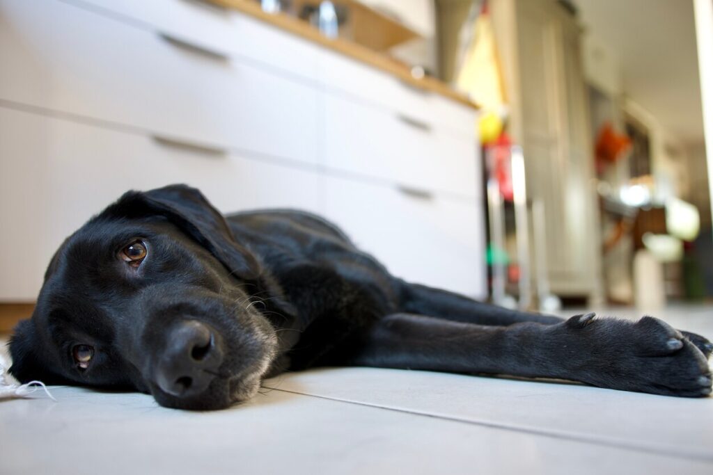 black-lab-lying-on-floor
