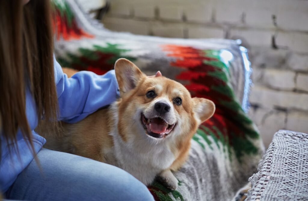 corgi-smiling-and-sitting-on-couch