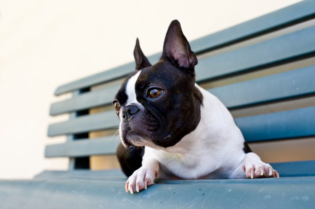 boston terrier sitting on a park bench against a blank wall
