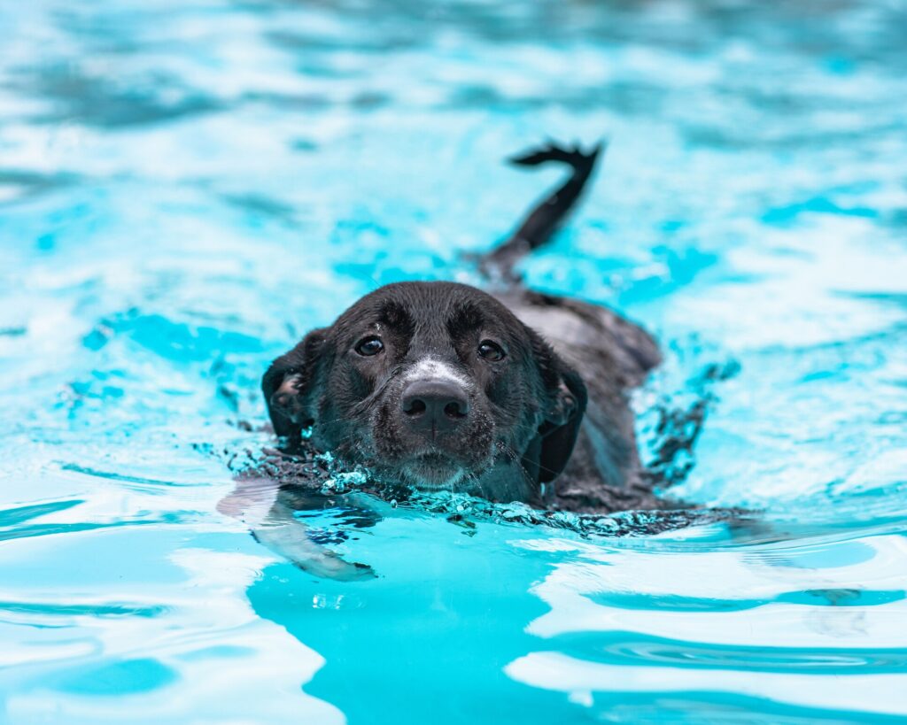 A Black Lab swims in a pool.