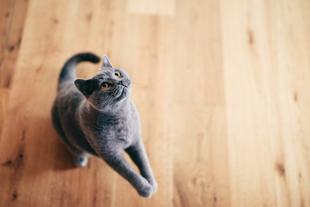 Cat looking up