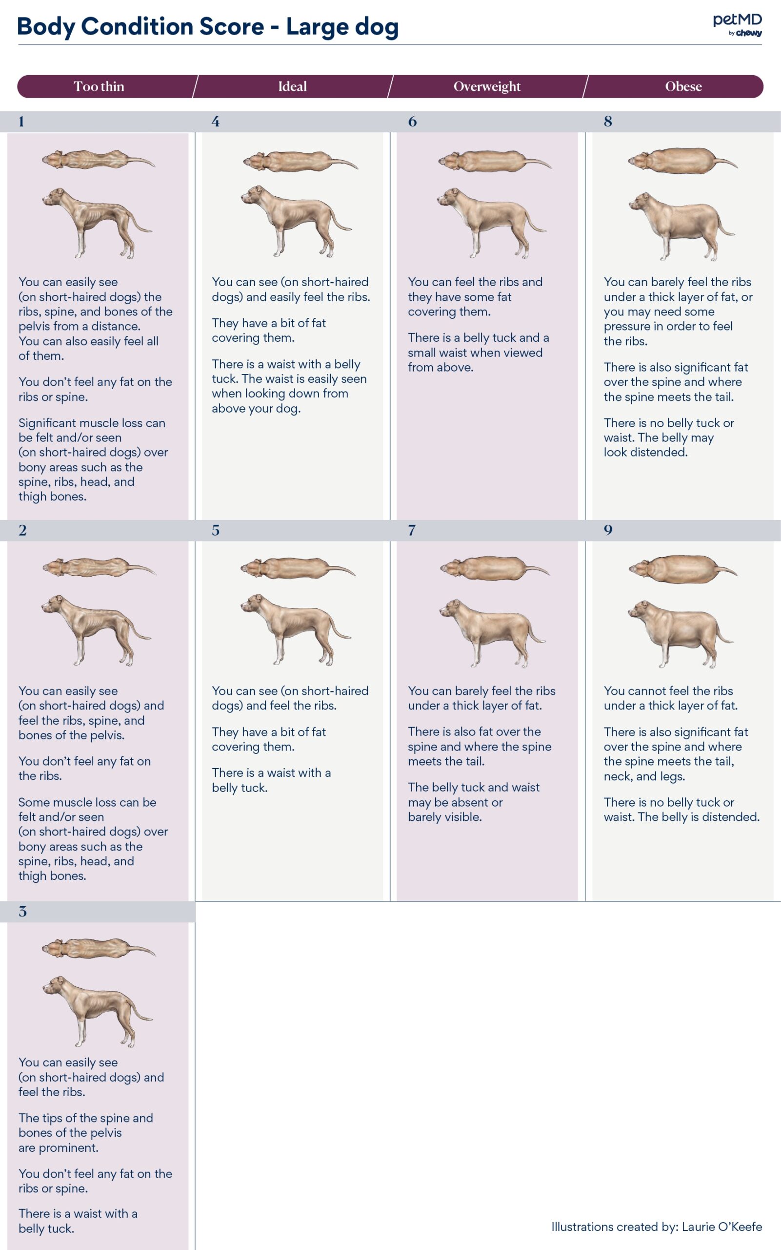 body condition score for large breed dogs