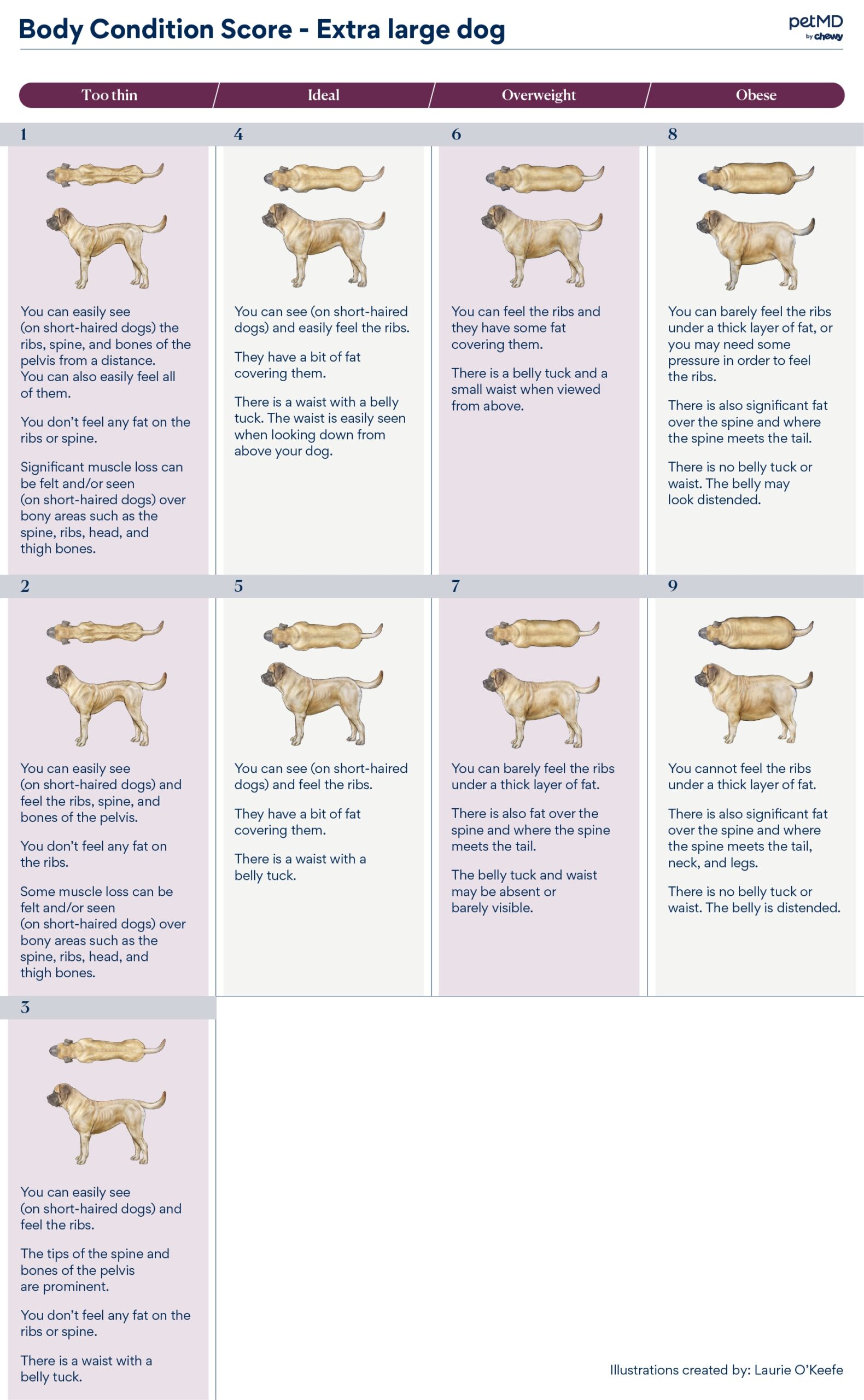 body condition score for extra large dog