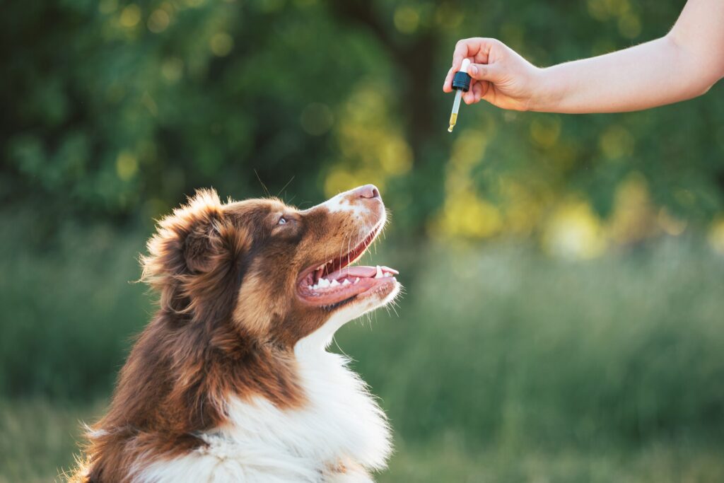 CBD Oil for Dogs: Benefits, Risks & Dosage Guide | PetMD