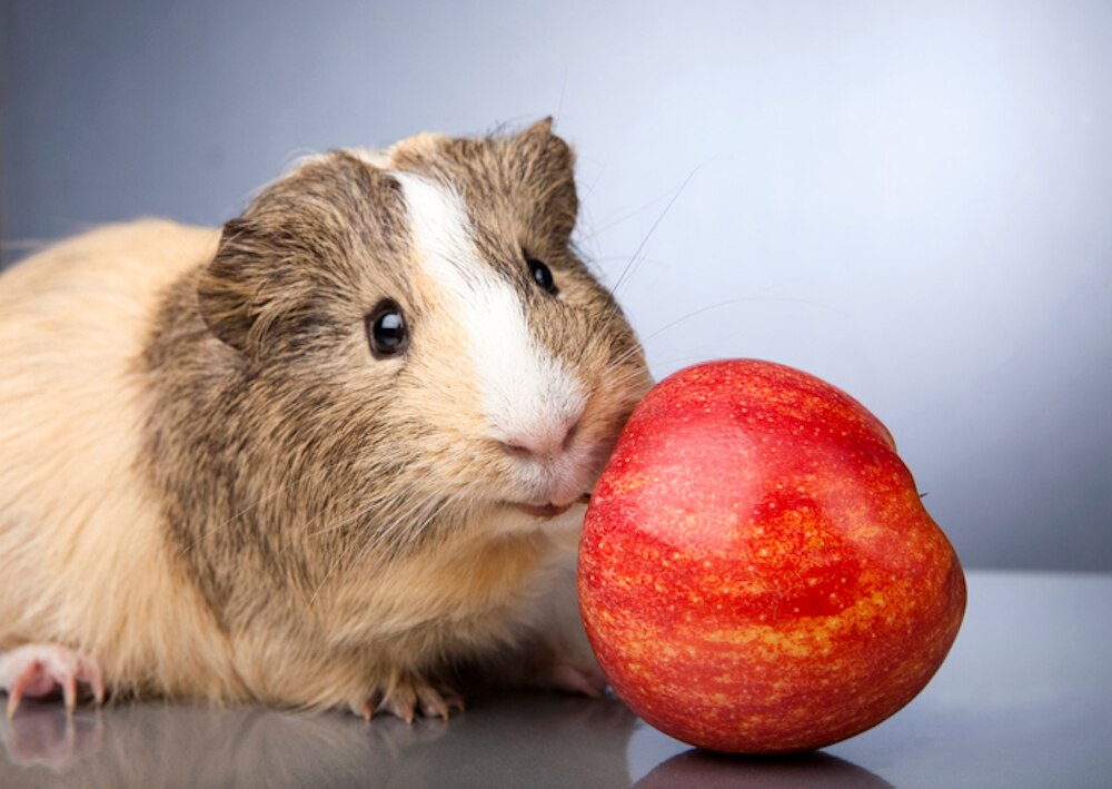 Guinea pig next to apple