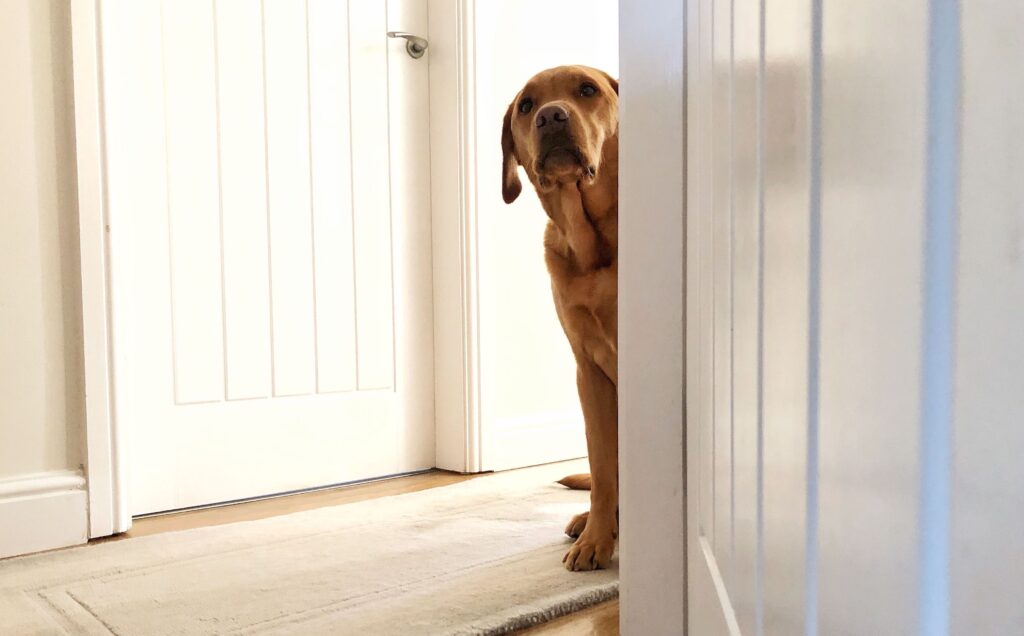brown dog standing behind the a corner, peeking out