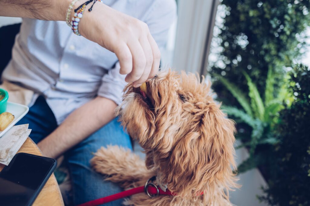 man feeding a curly-coated dog a french fry