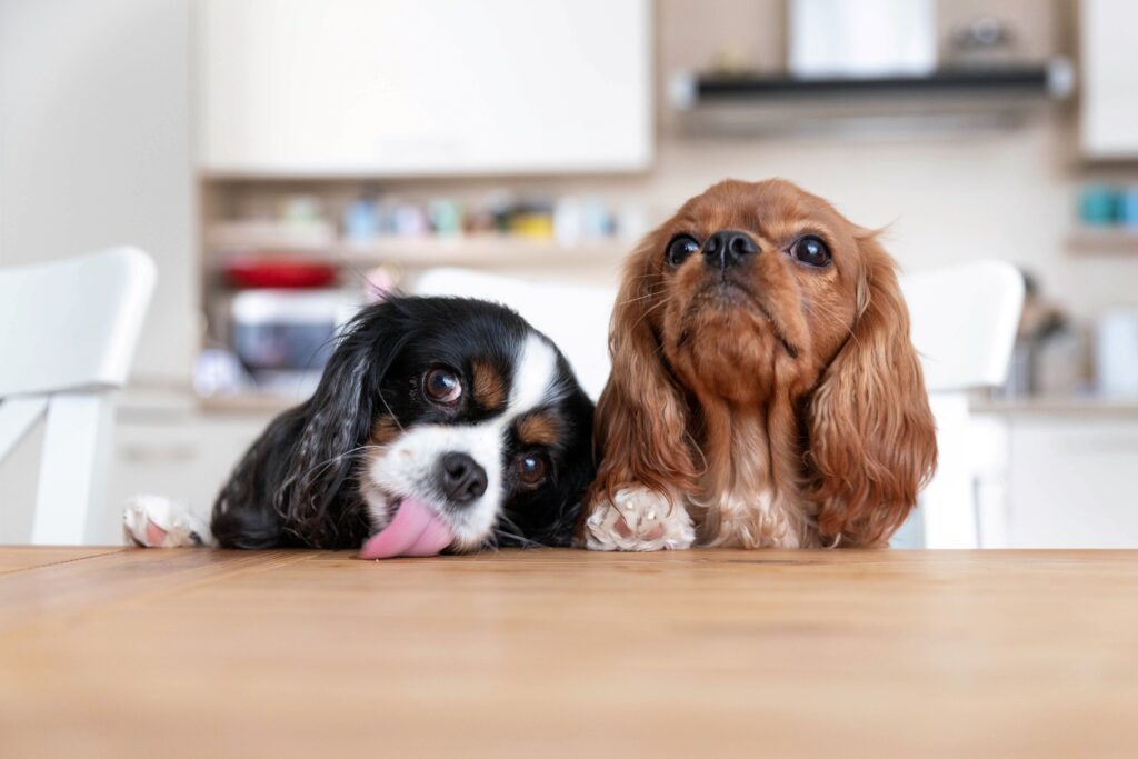 two cavalier king charles spaniels sitting behind a wooden kitchen table