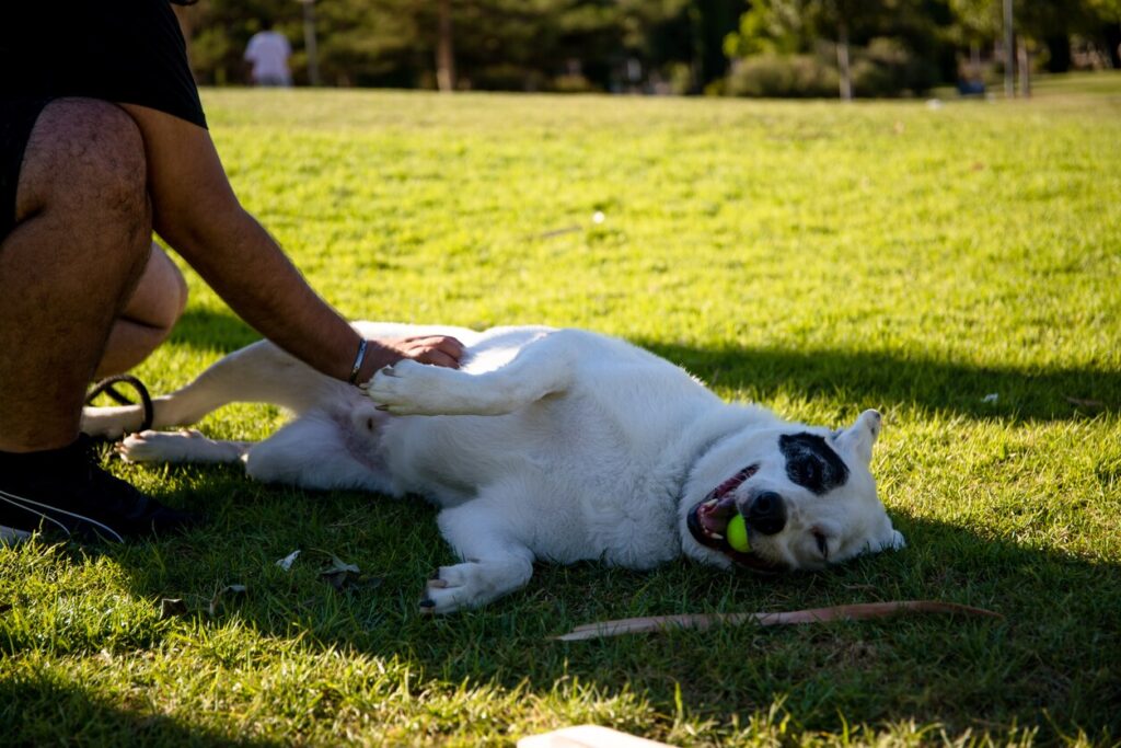 white-dog-lying-on-grass-getting-belly-rubbed