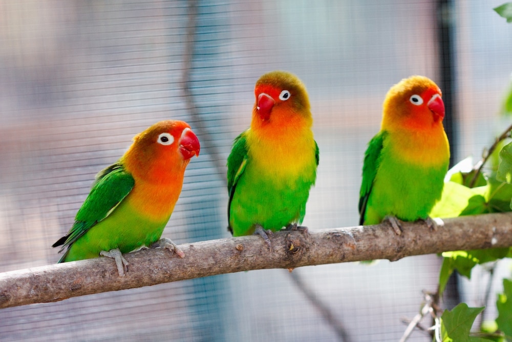 Lovebirds on tree branch