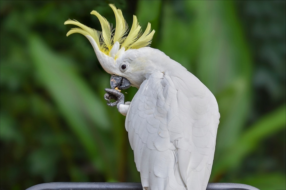 Cockatoo