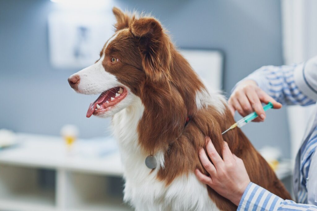 border-collie-sitting-on-vet-table-getting-vaccine