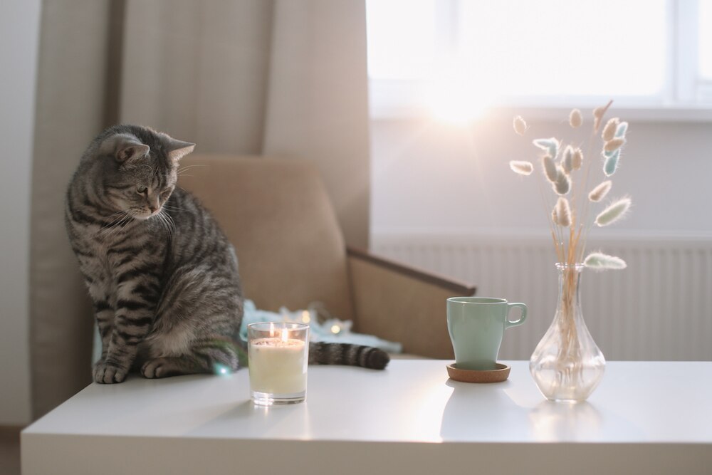 Cat in cozy home