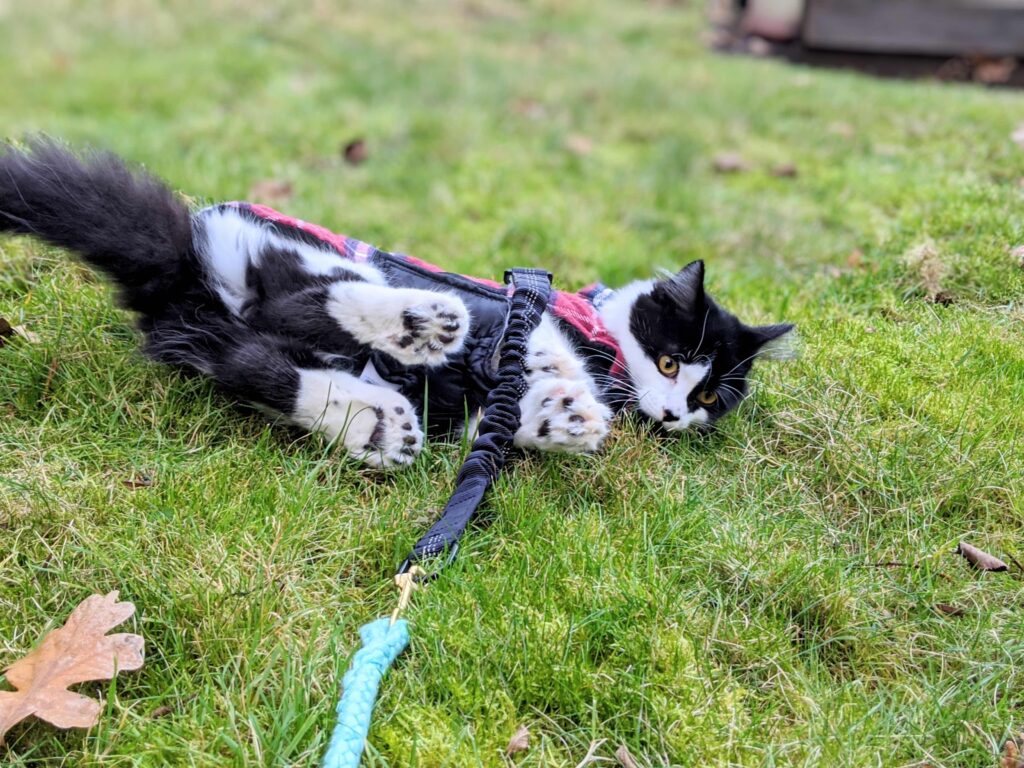 black and white cat with extra toes on a leash