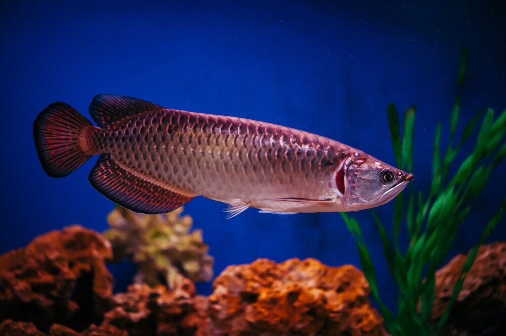 Jardini arowana