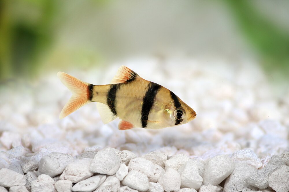 Tiger barb fish