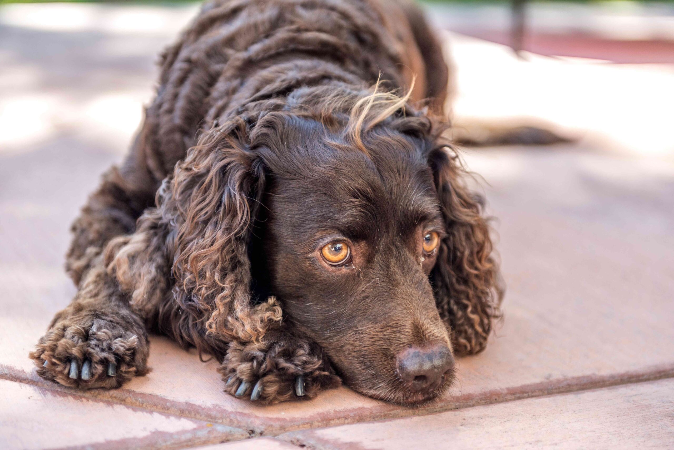 brown american water spaniel lying on concrete tiles