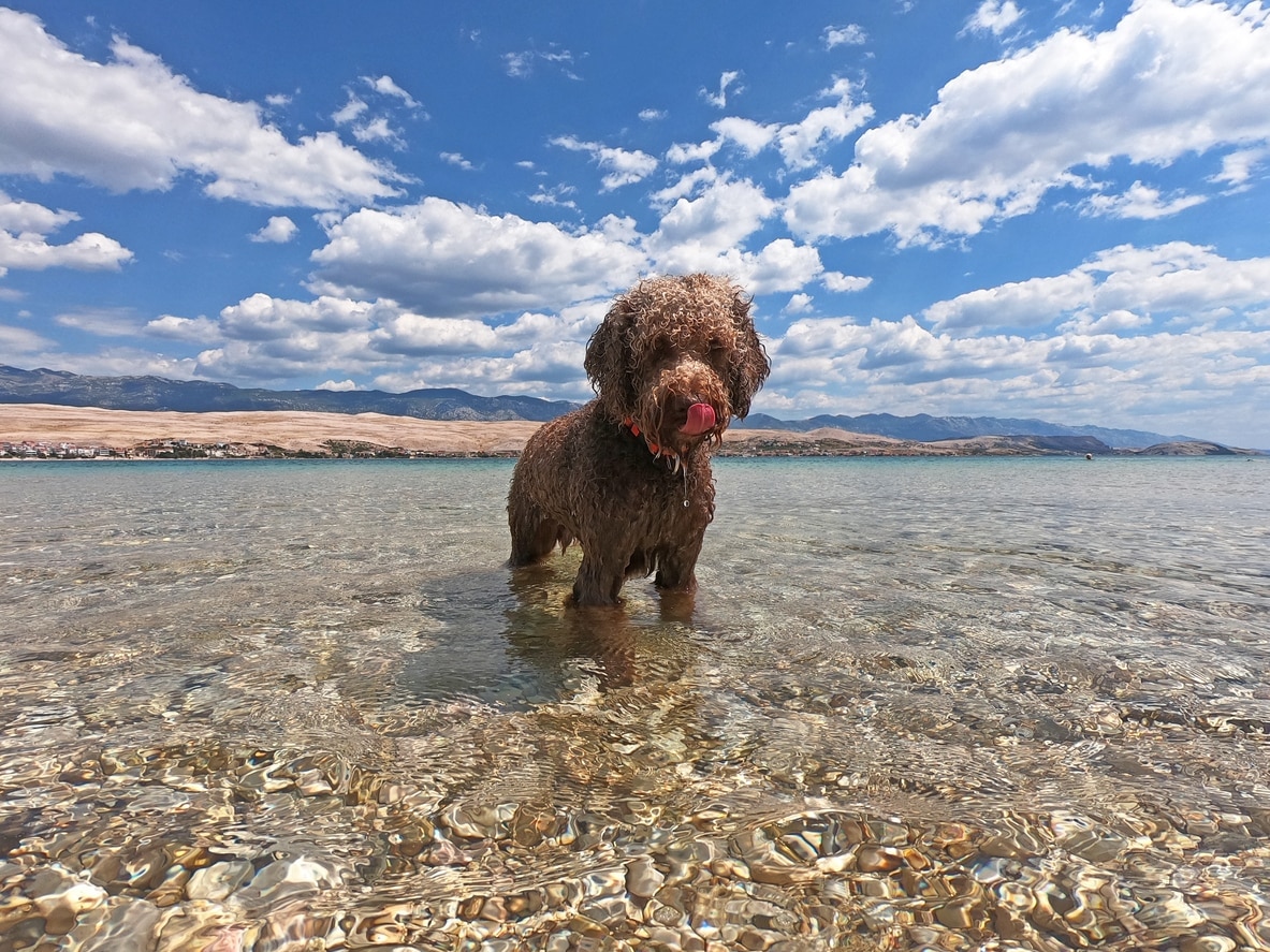 brown lagotto romagnolo dog standing in water